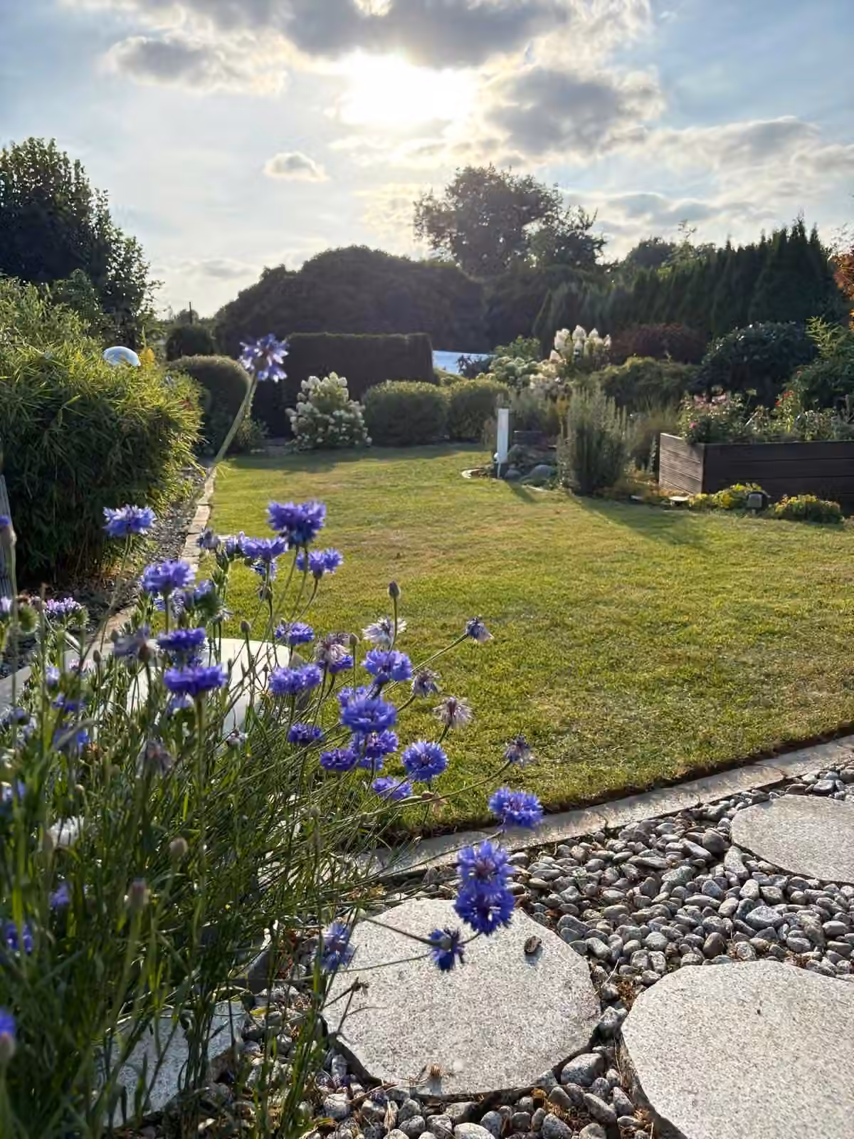 Gepflegter Gartenrasen mit blühenden Iris